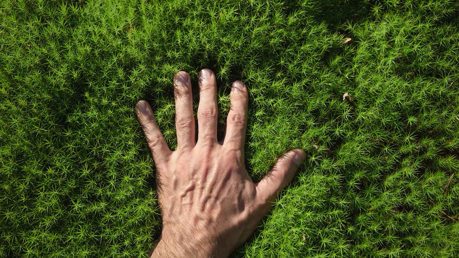 A person’s hand feeling the moss lawn