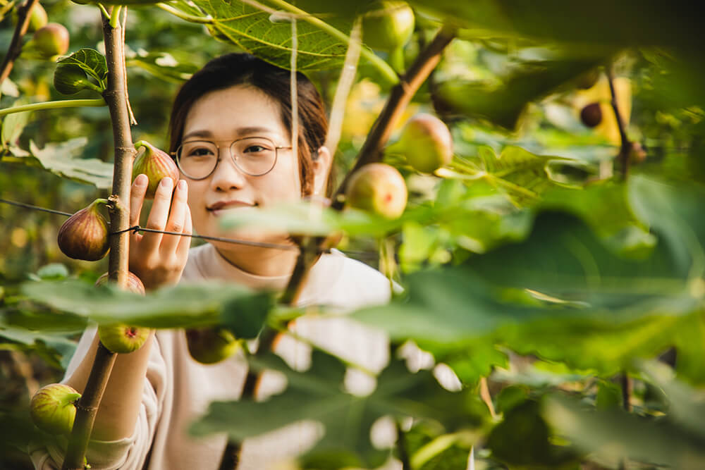 Person picking a fig from the tree