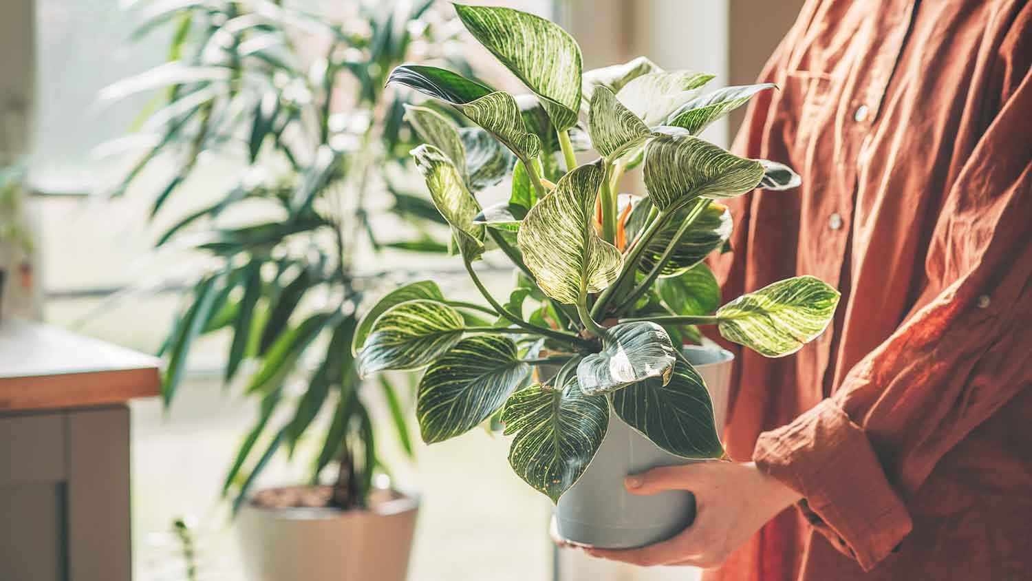 Person moving indoor plant away from the window
