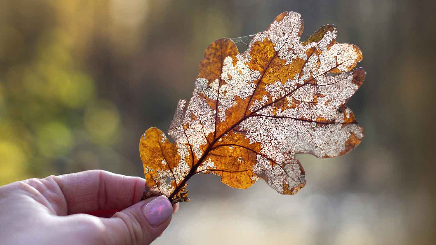 A person holding an oak leaf with discoloration