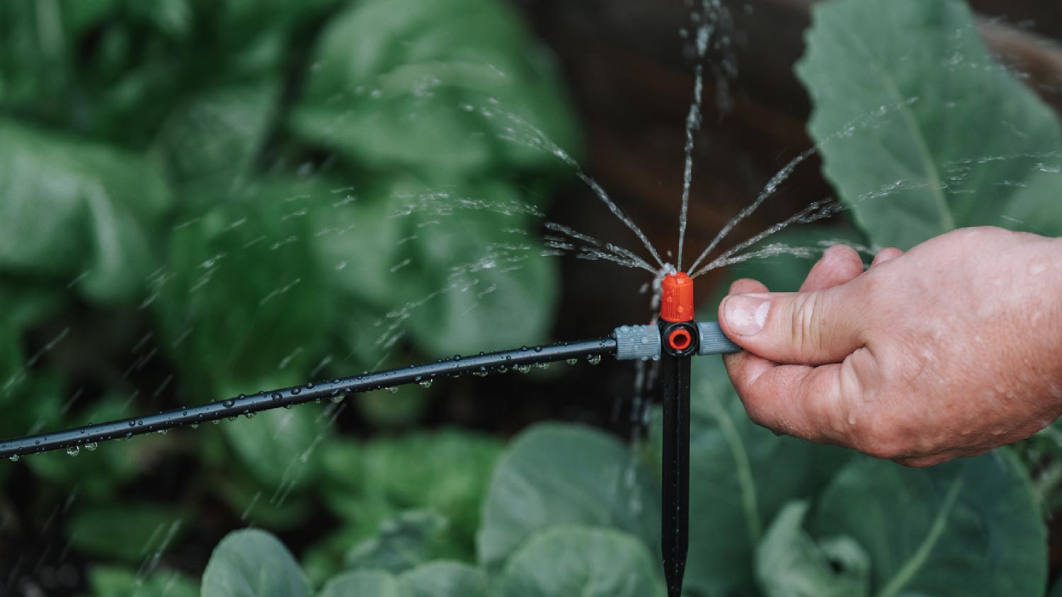 A person installing a sprinkler system