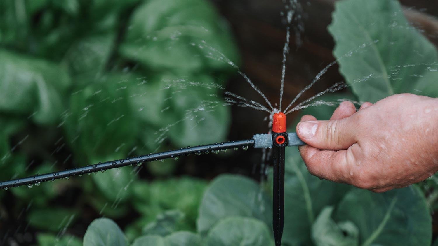  A person installing a sprinkler system