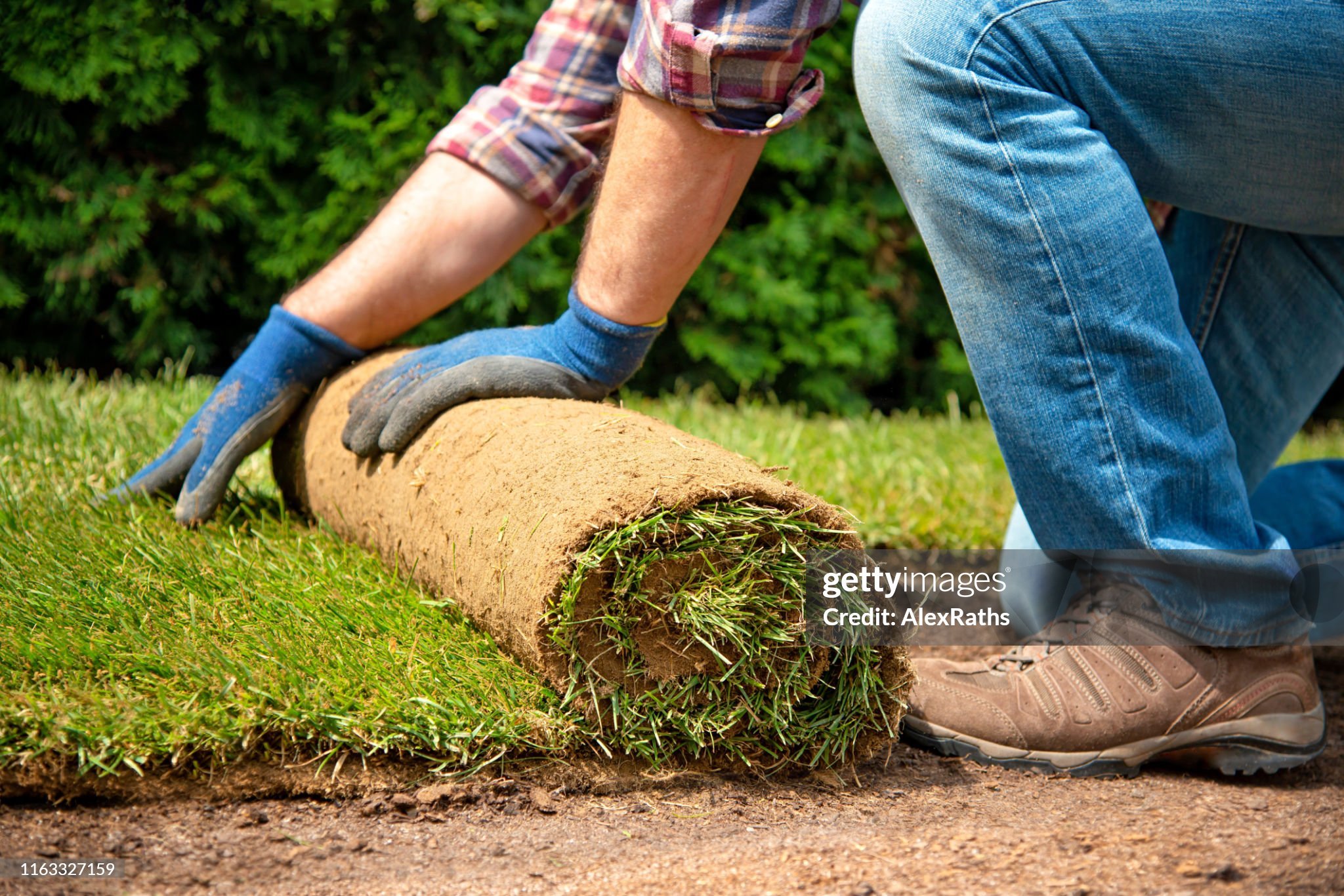 A person laying sod for new lawn