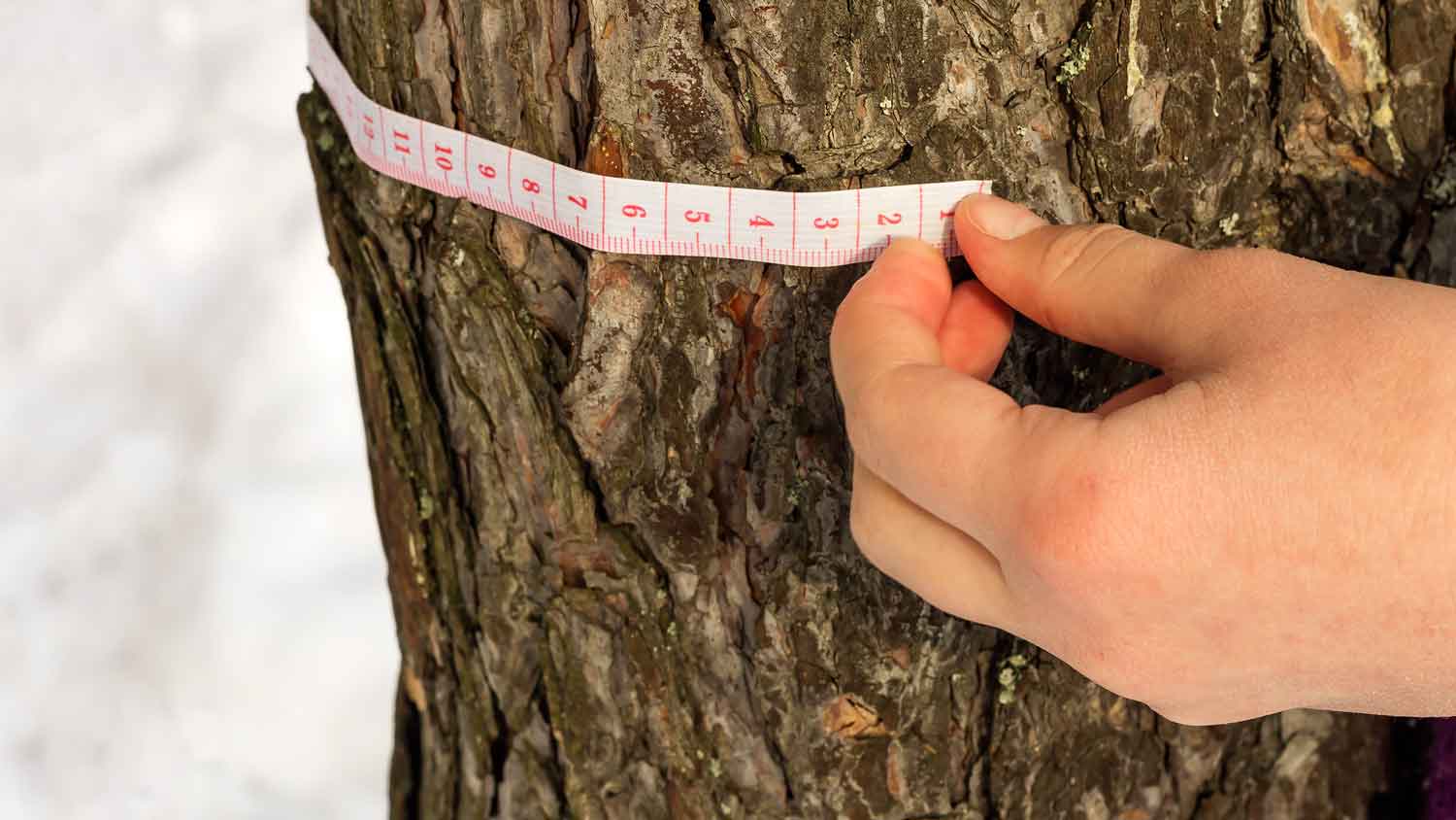 Close-up of a person measuring a tree trunk using a measuring tape