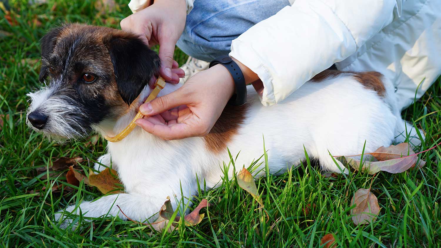 A person places a tick collar on a dog