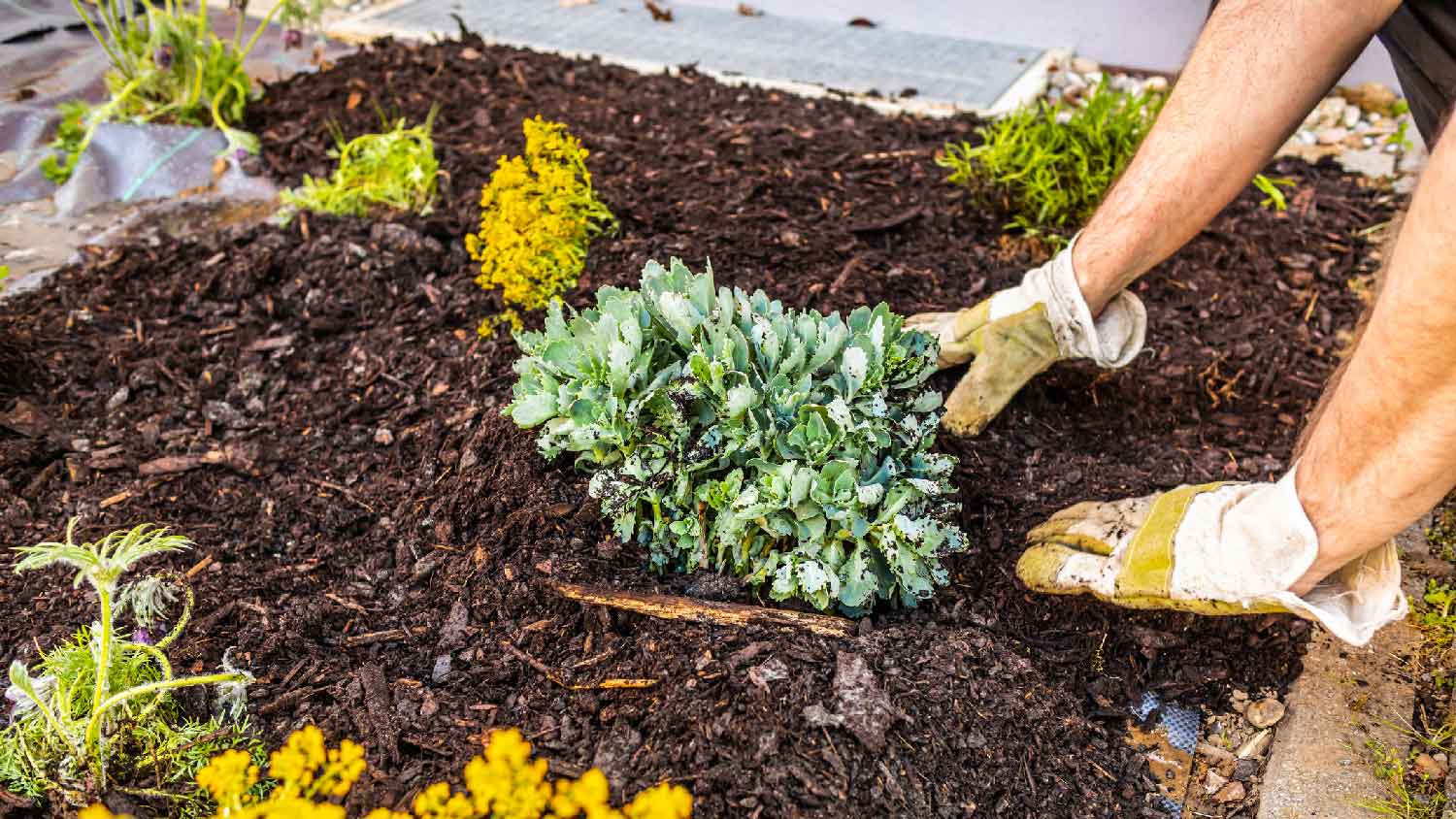 A person planting a flower bed