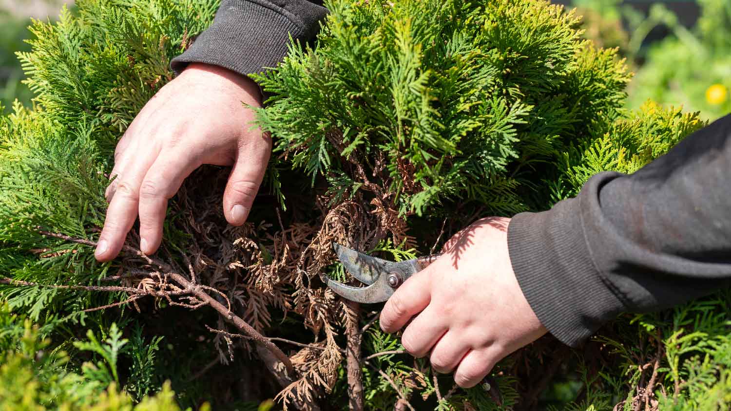 Close-up of a person removing a bush