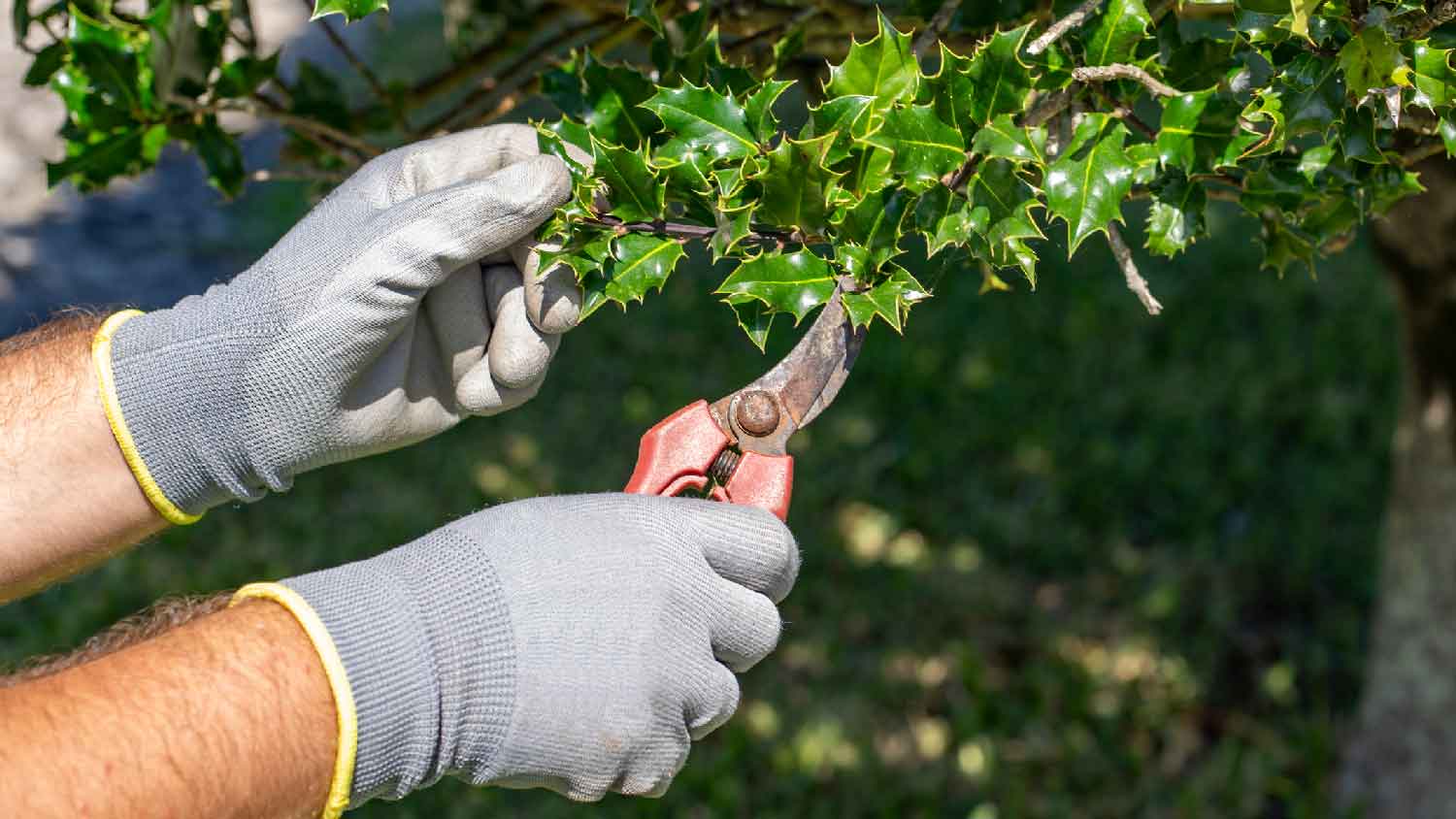 A person removing a holly bush by cutting back the folliage