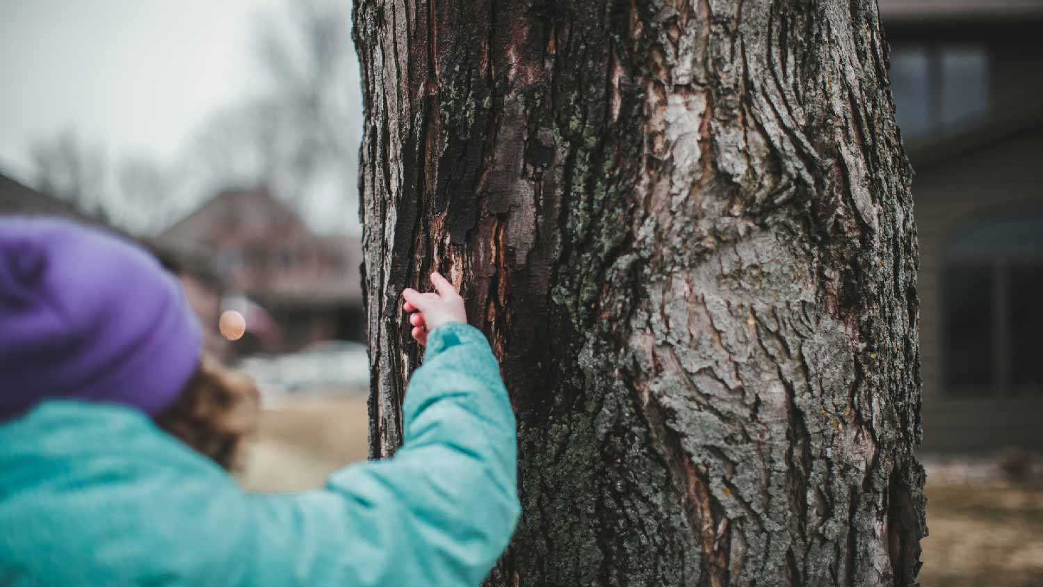 A person removing tree sap