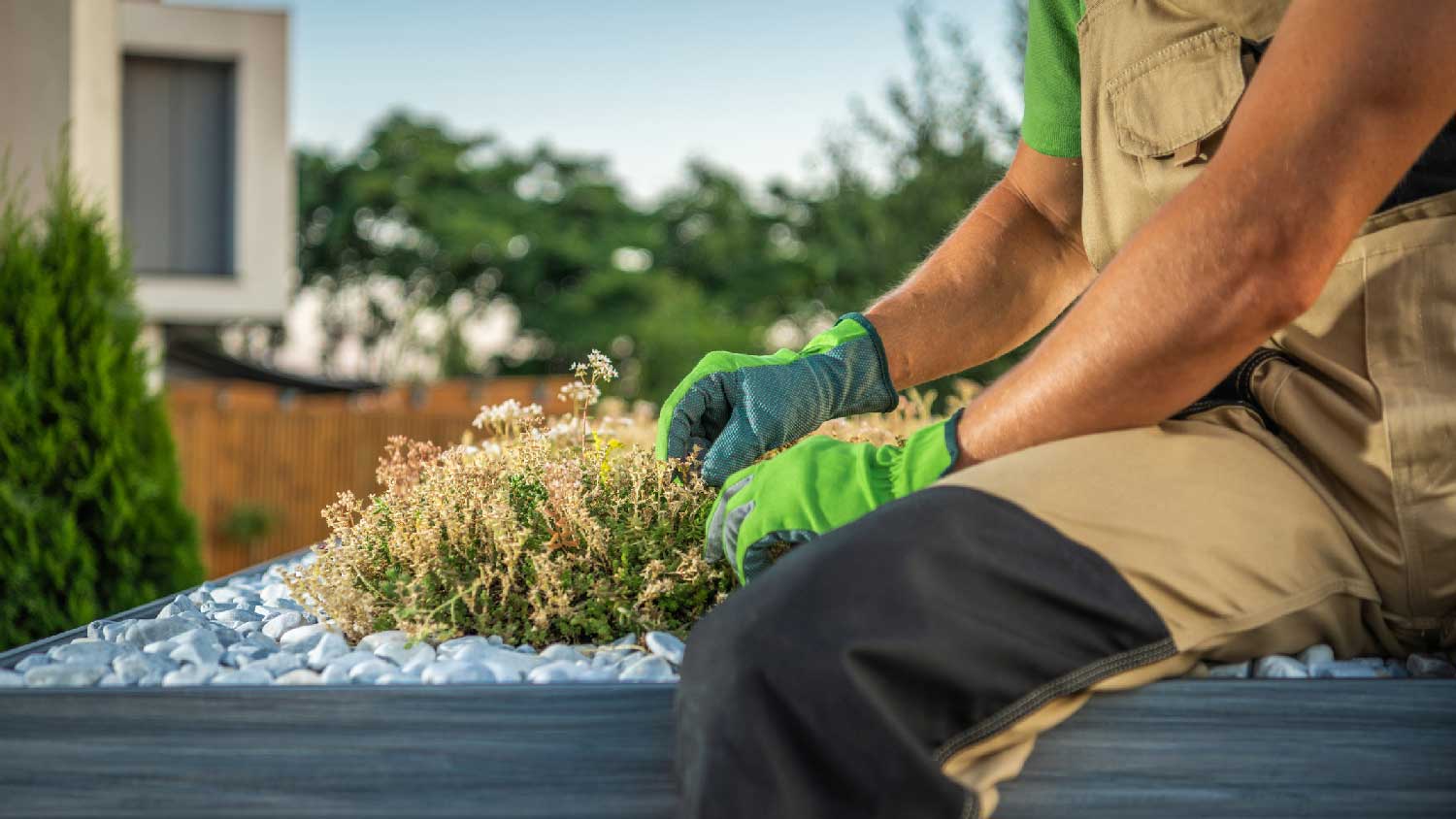 A person taking care of plants on a green roof
