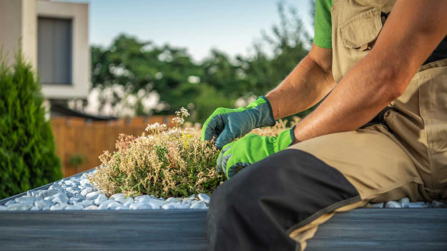  A person taking care of plants on a green roof