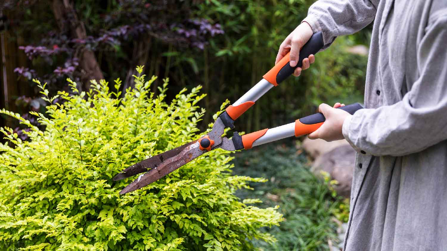 A person trimming a shrub