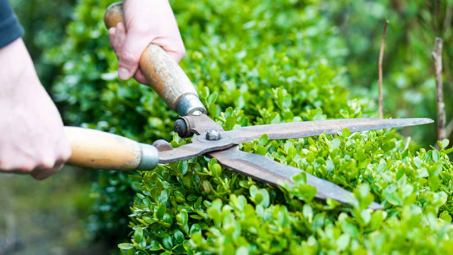 A person trimming a shrub