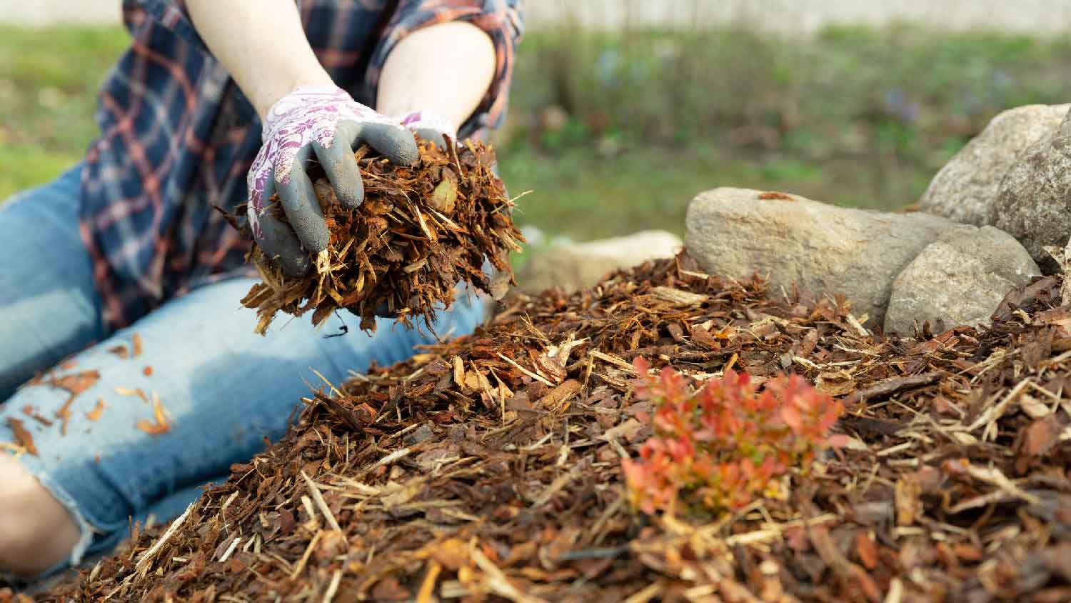 A person using fallen leaves as mulch 