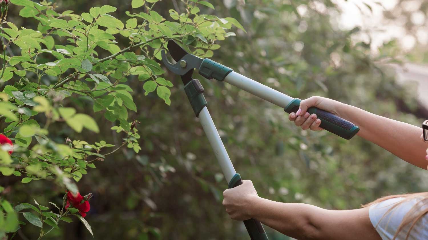 A person using loppers to prune a tree