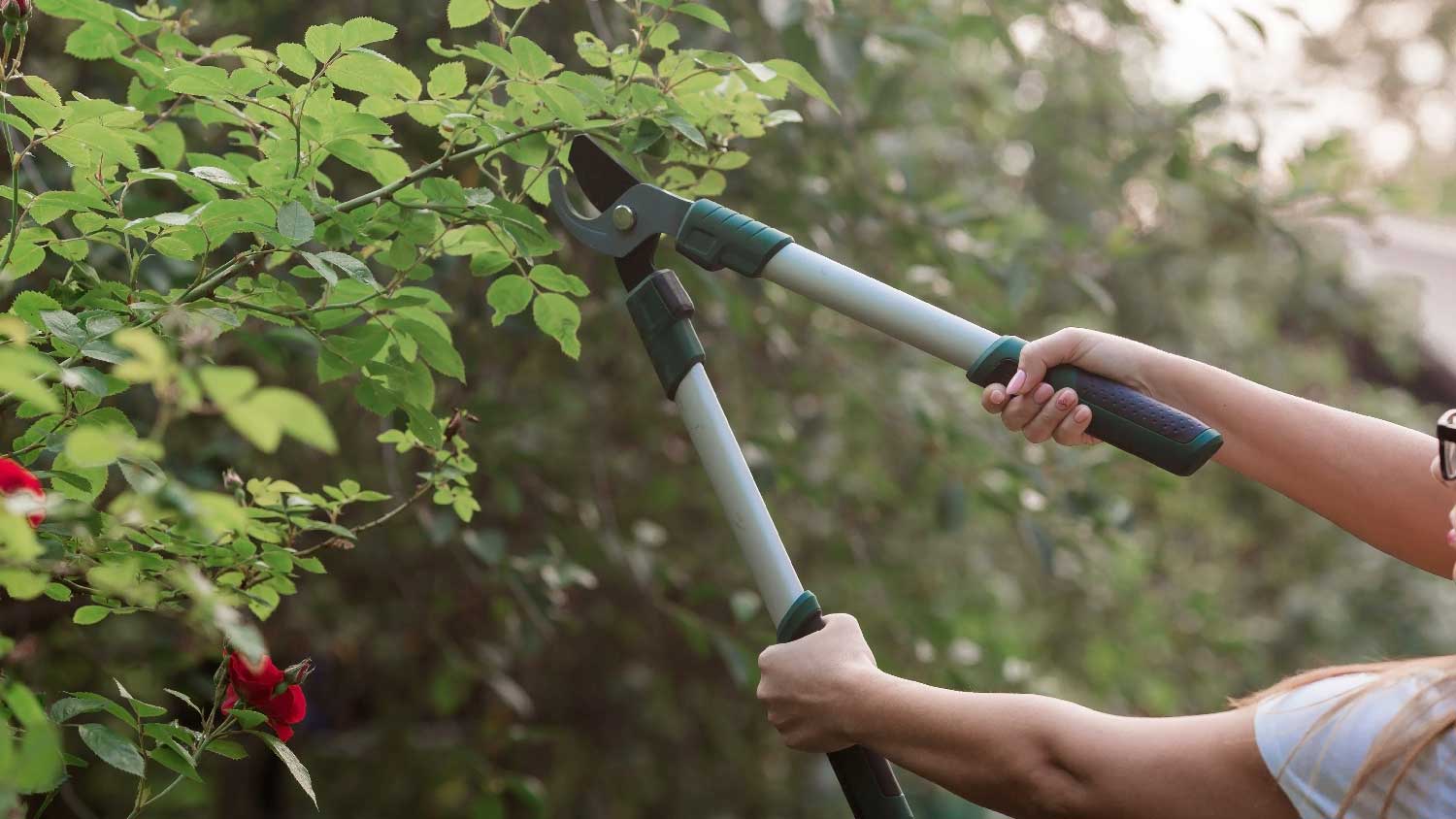 A person using loppers to prune a tree 