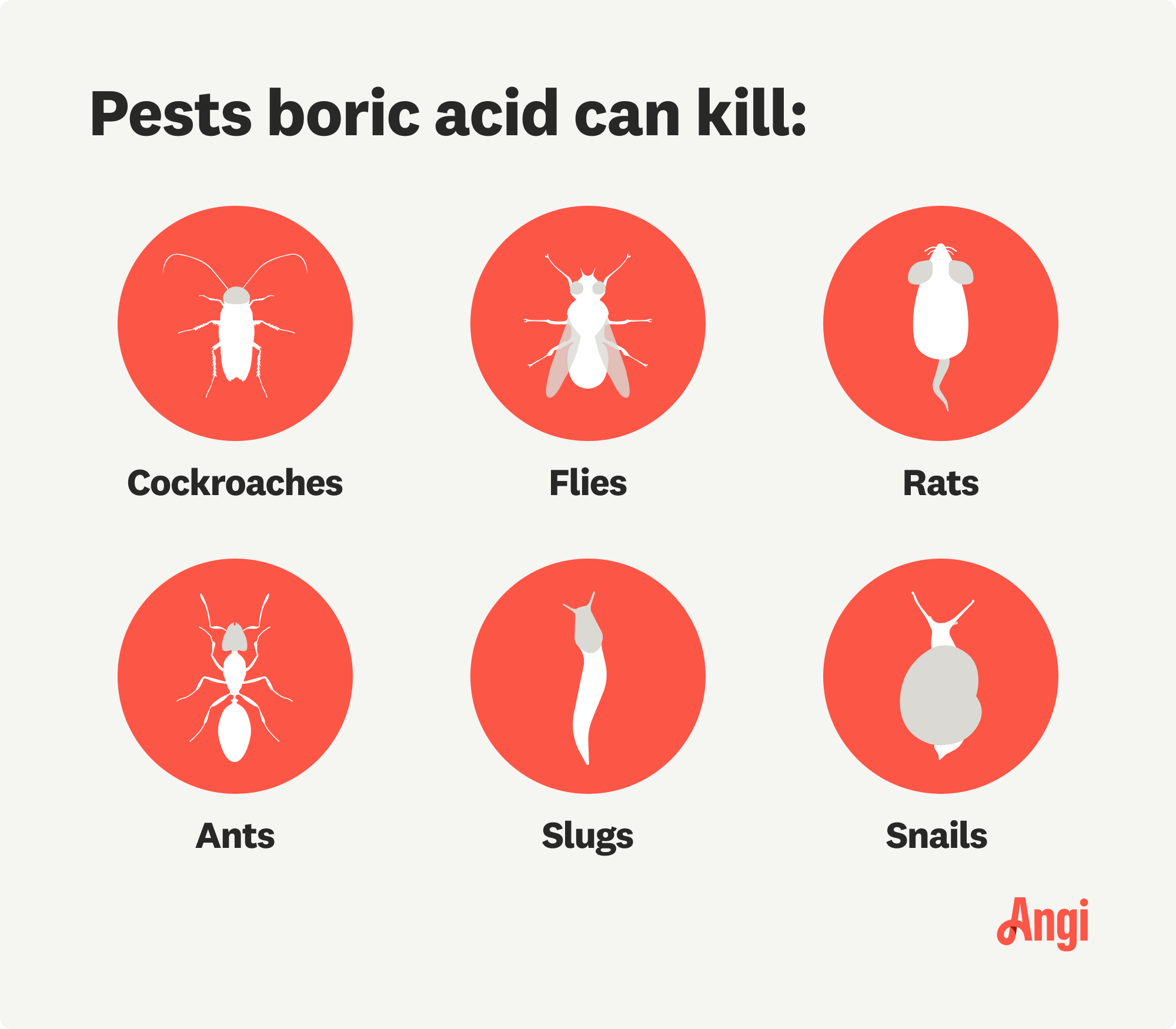 6 pests boric acid can kill compared, including flies, ants, and slugs