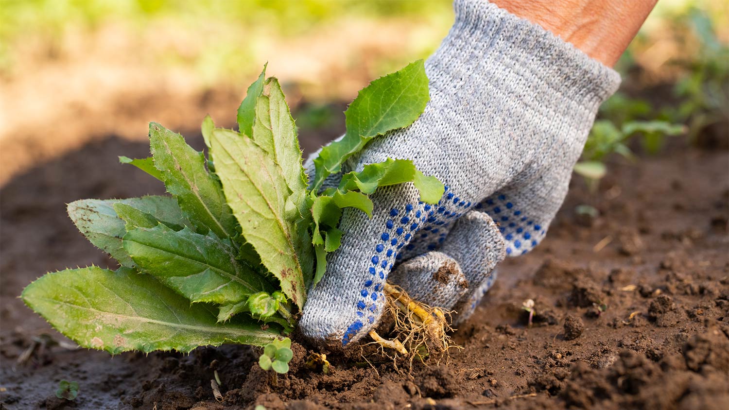 Picking weeds from garden with gloves