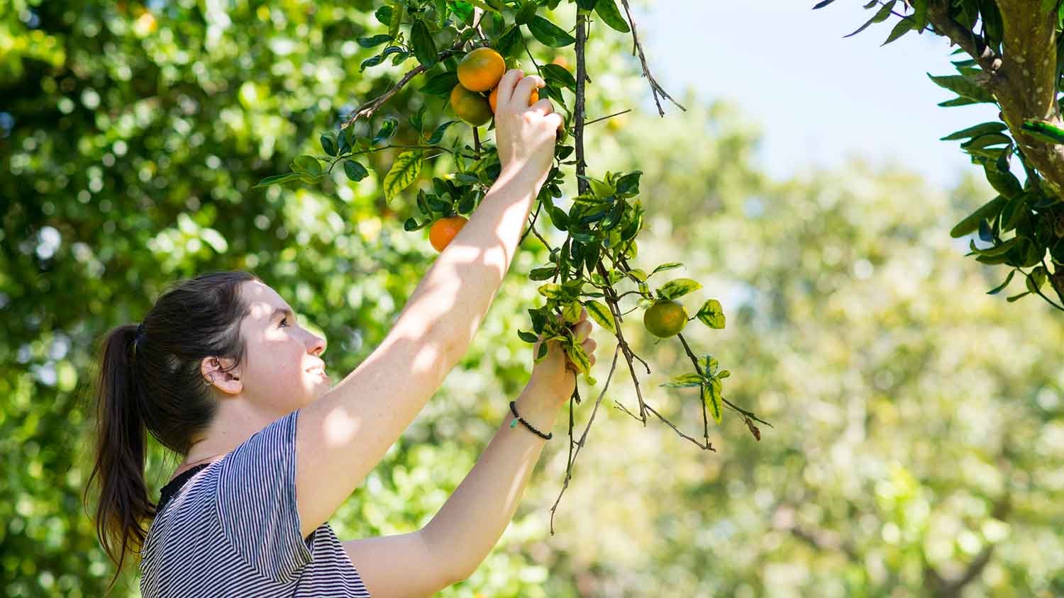 Woman picking fresh oranges from the tree