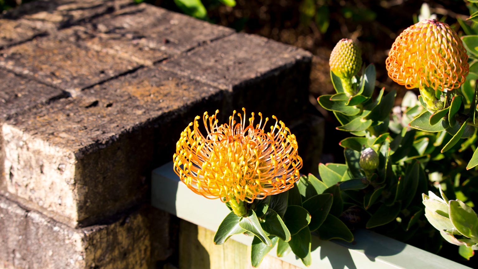 pin cushion flower