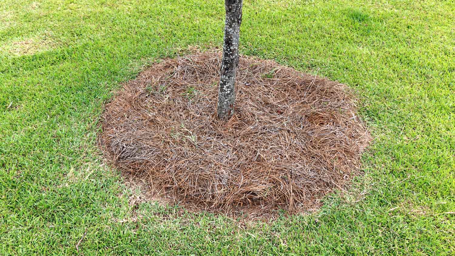 Tree mulch made with pine needles