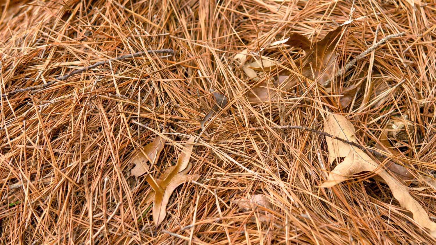 Pine straw in a flower bed