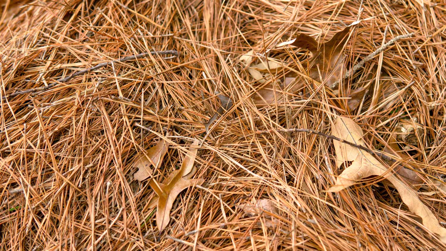 Pine straw in a flower bed 