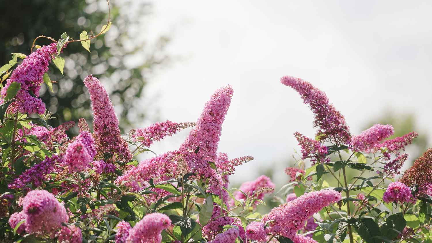 A pink butterfly bush in a garden