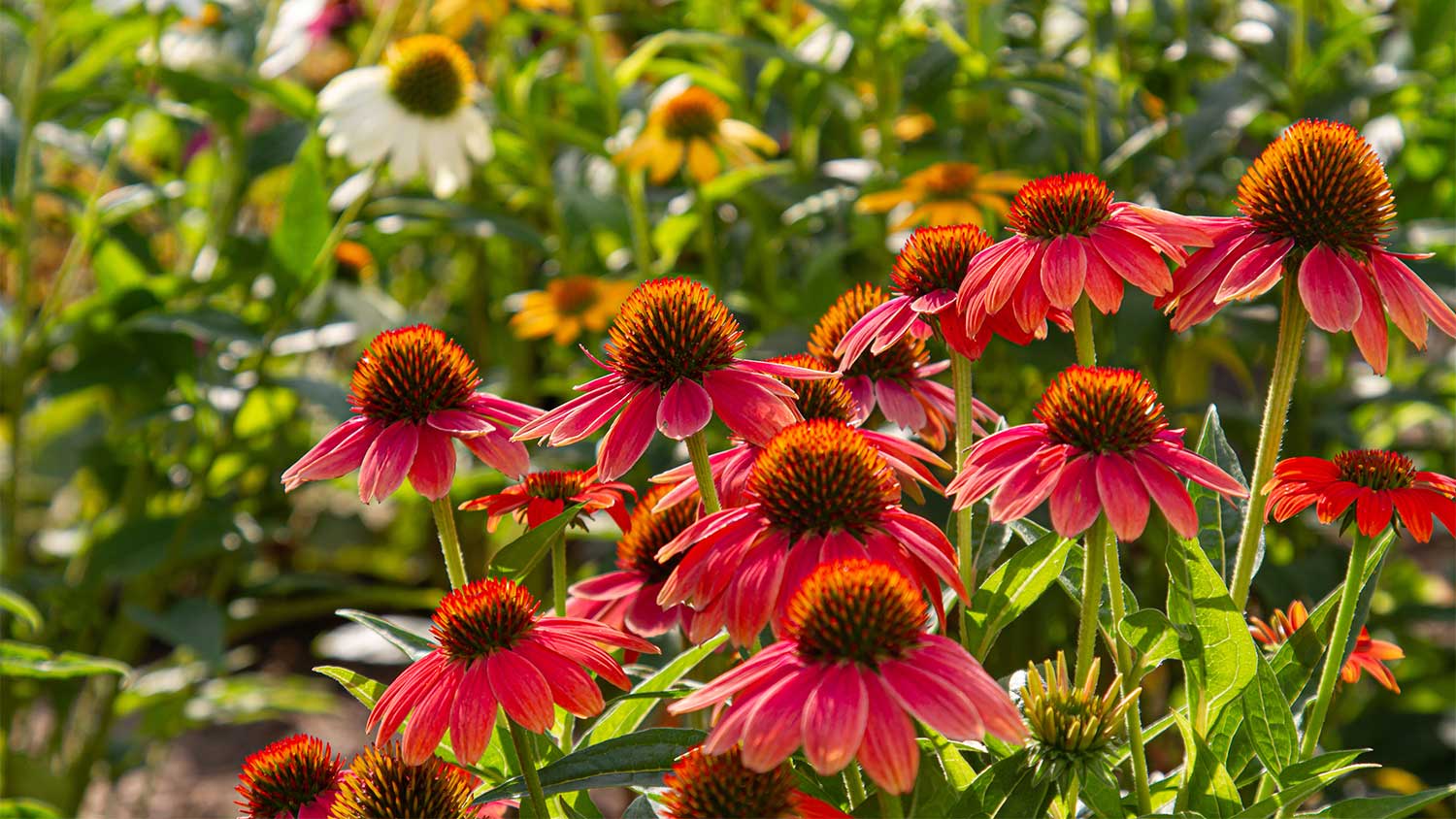 Pink coneflowers