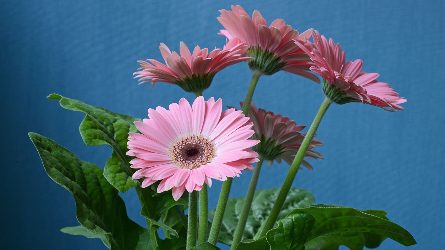 Pink flowers green leaves blue background