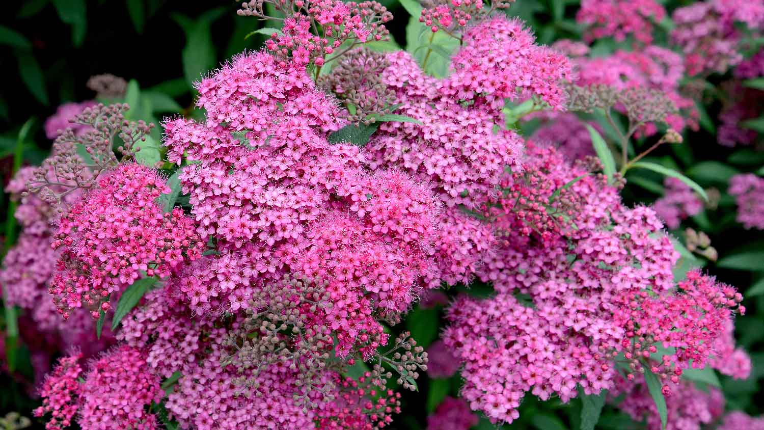 Pink flowers of spirea