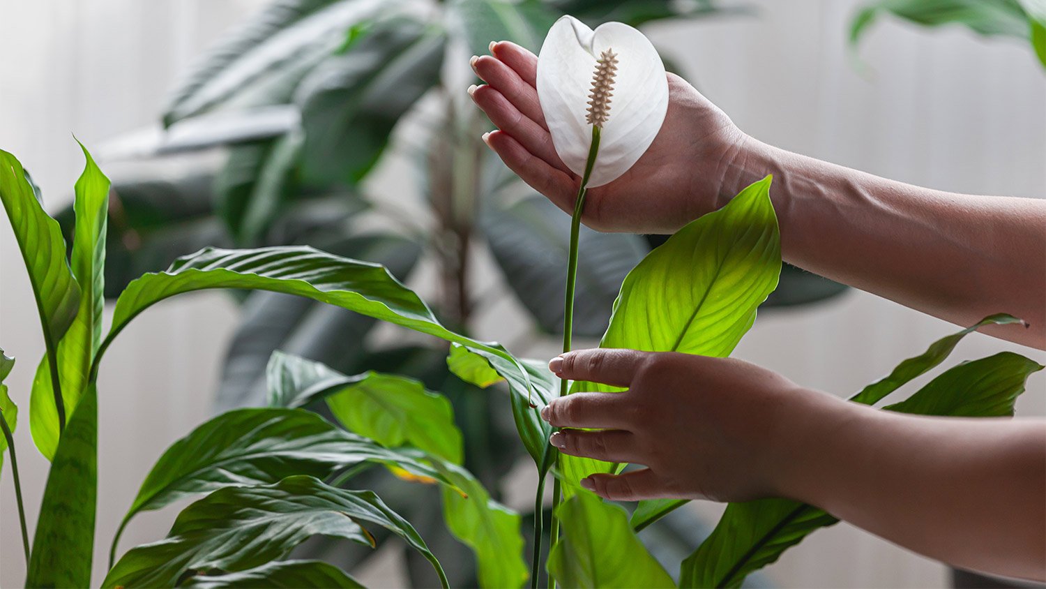 House plant hand white flower