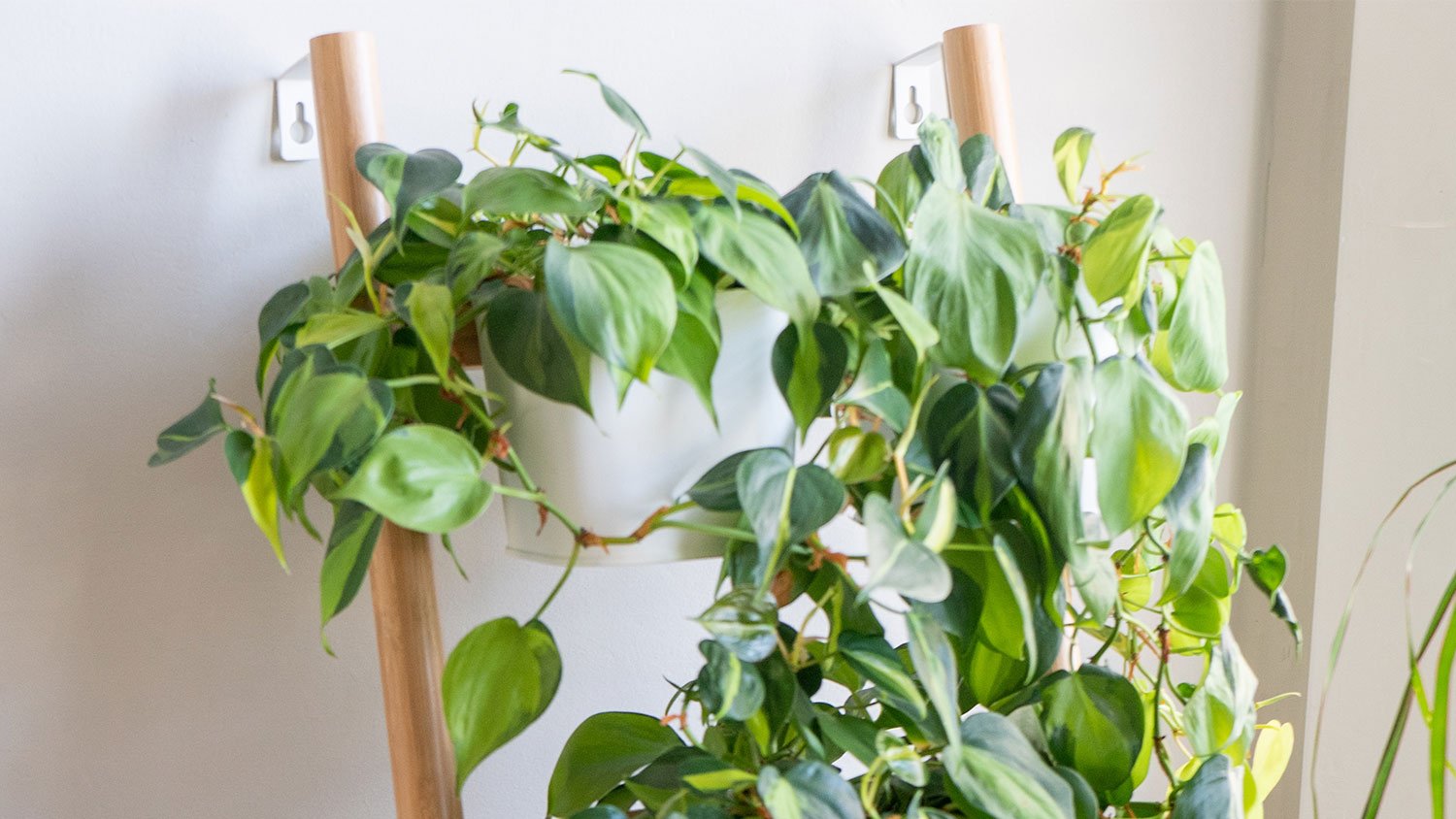 Hanging plant on ladder