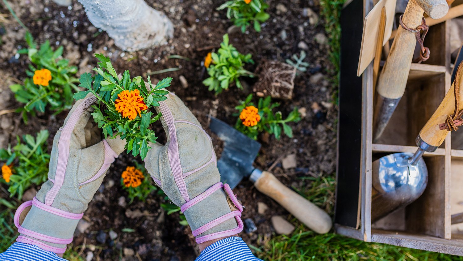 woman planting marigolds in garden 