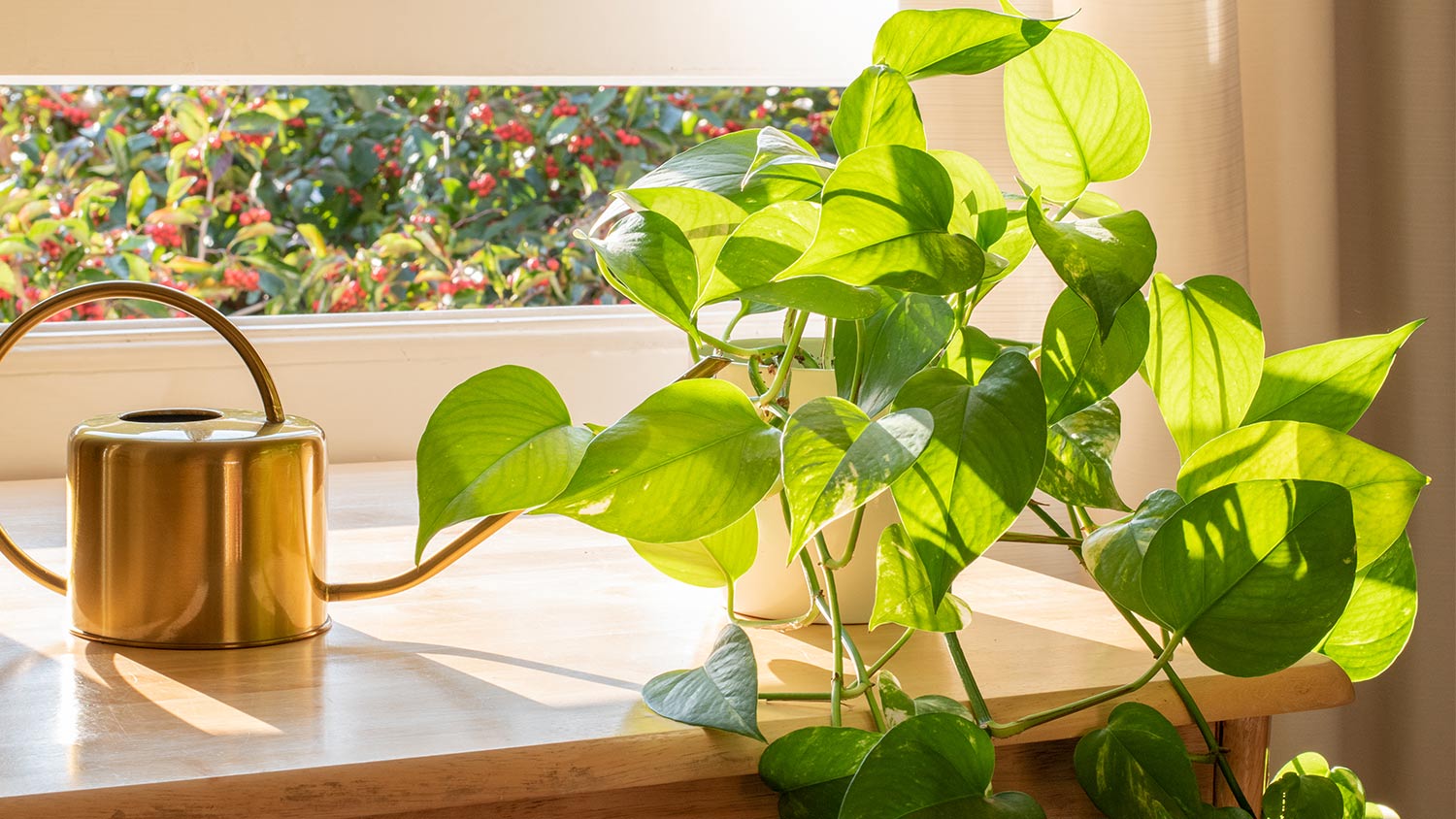 Plant sunlight window sill