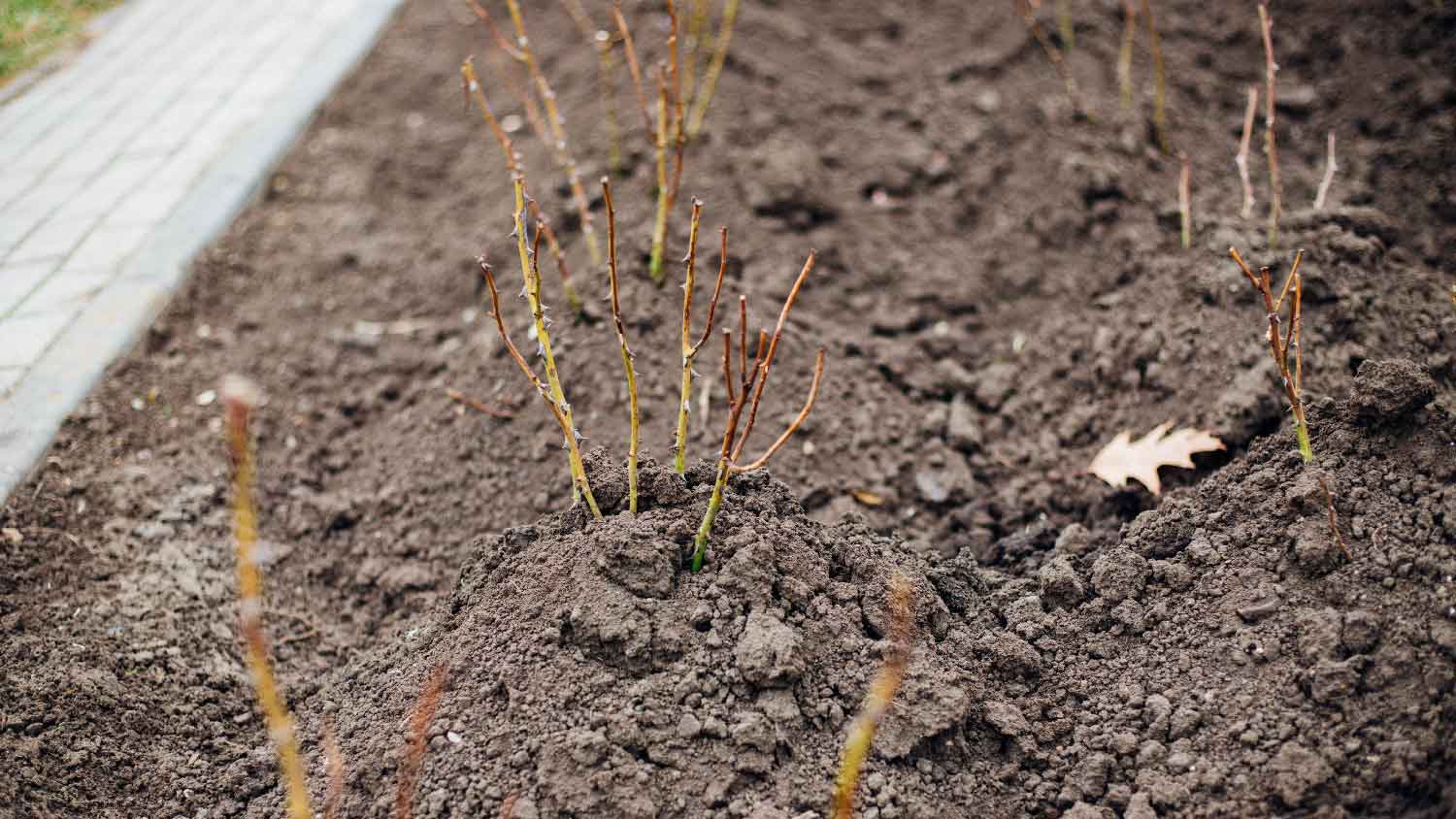 An array of planted bare root rose bushes