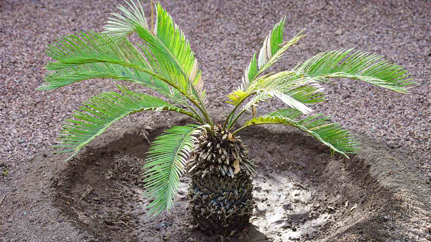 newly planted little palm tree