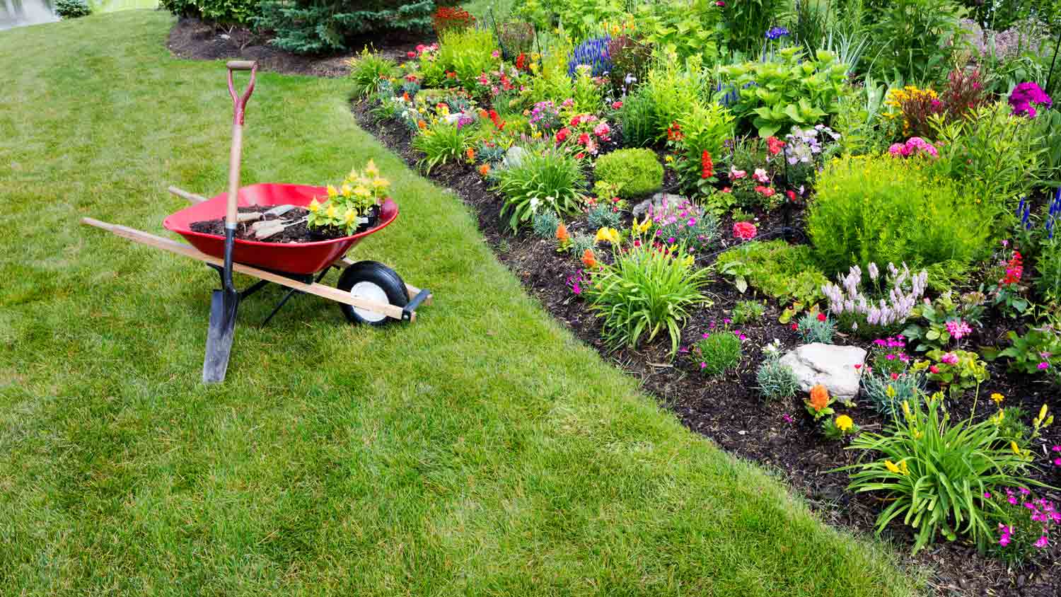 planting flowers in backyard