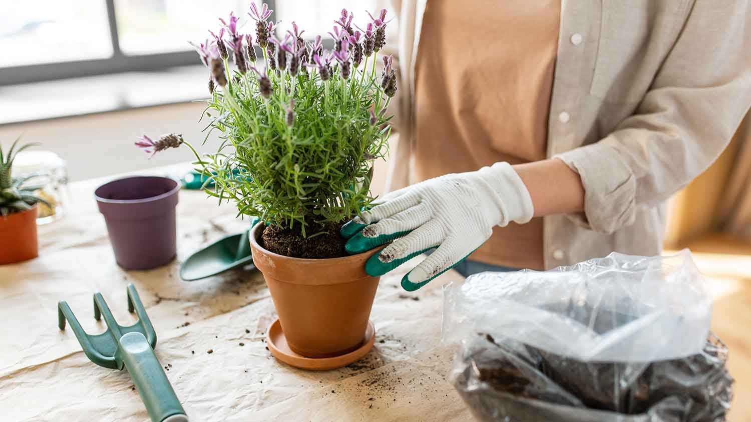 Woman using pot soil to plant herbs in a pot