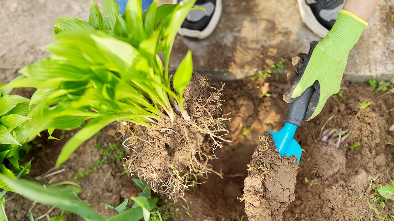 An overhead view of a hosta being planted