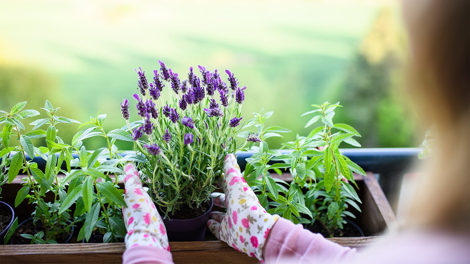 woman planting lavender in flower bed