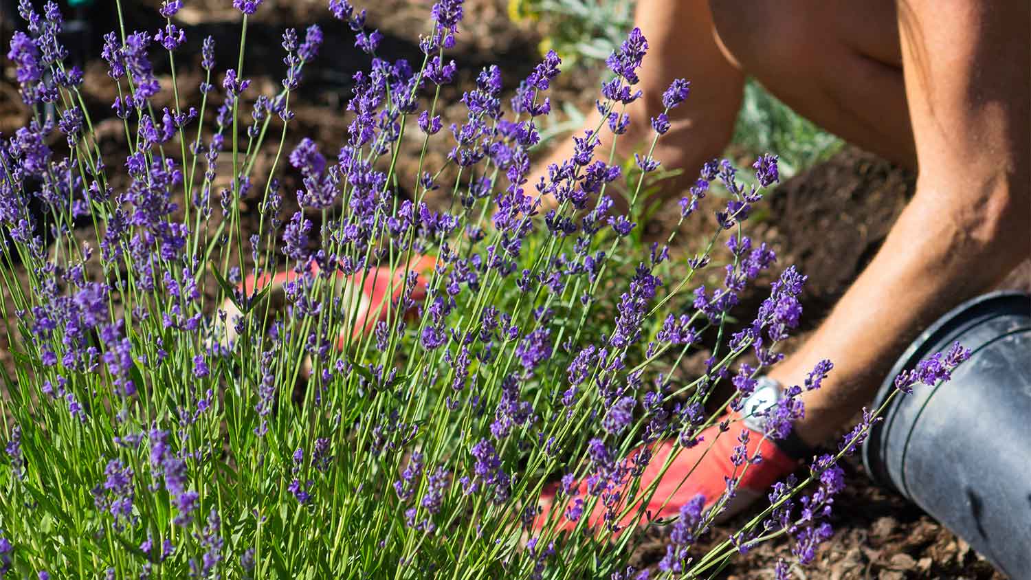 Planting lavender