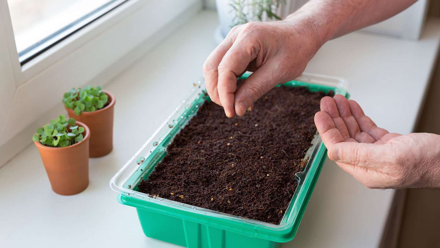 Planting seeds on a tray for indoor growing