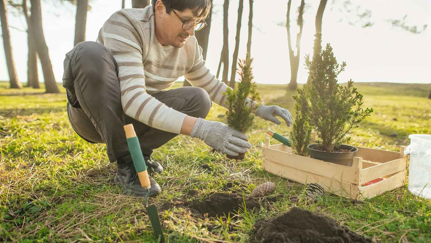 Man planting evergreen trees during the springtime 