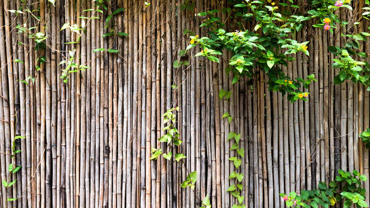 Green plants growing on bamboo fence