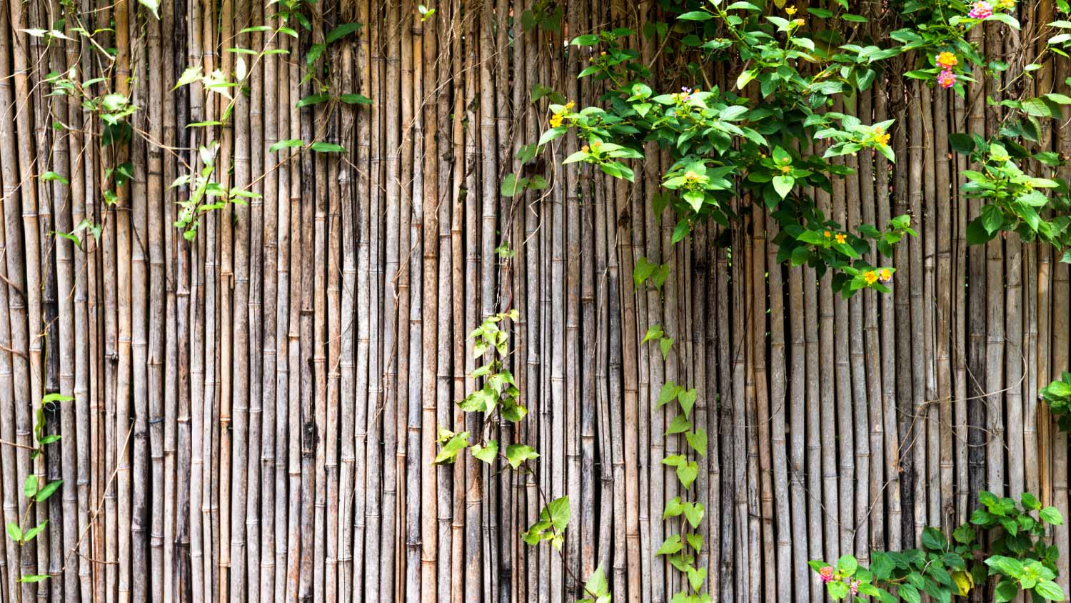 Green plants growing on bamboo fence 