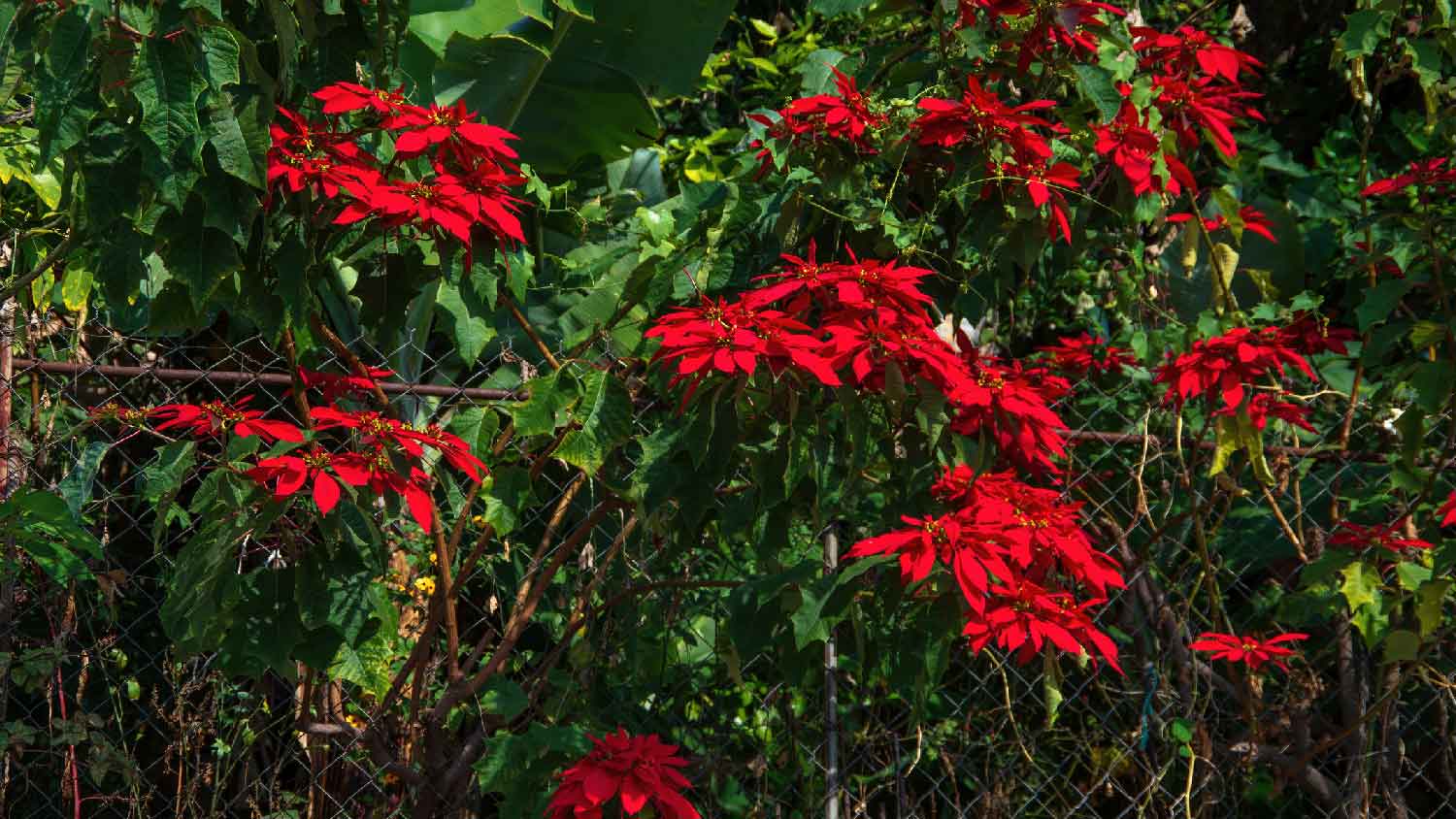 A poinsettia shrub in bloom