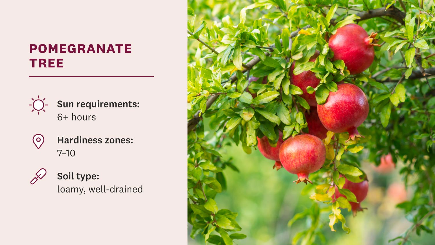 pomegranates hanging from tree