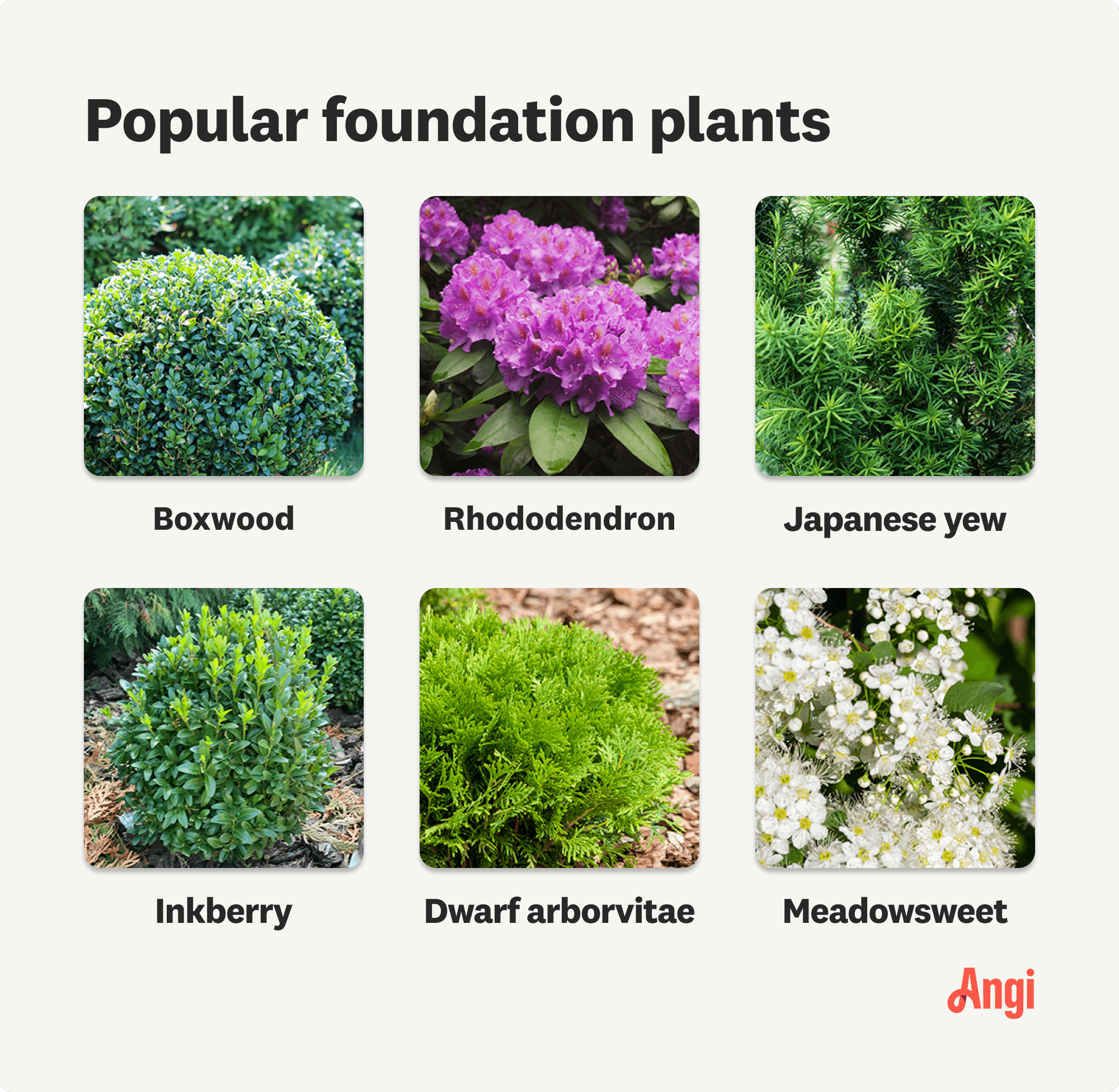 6 popular foundation plants compared visually, including boxwood, Japanese yew, and meadowsweet