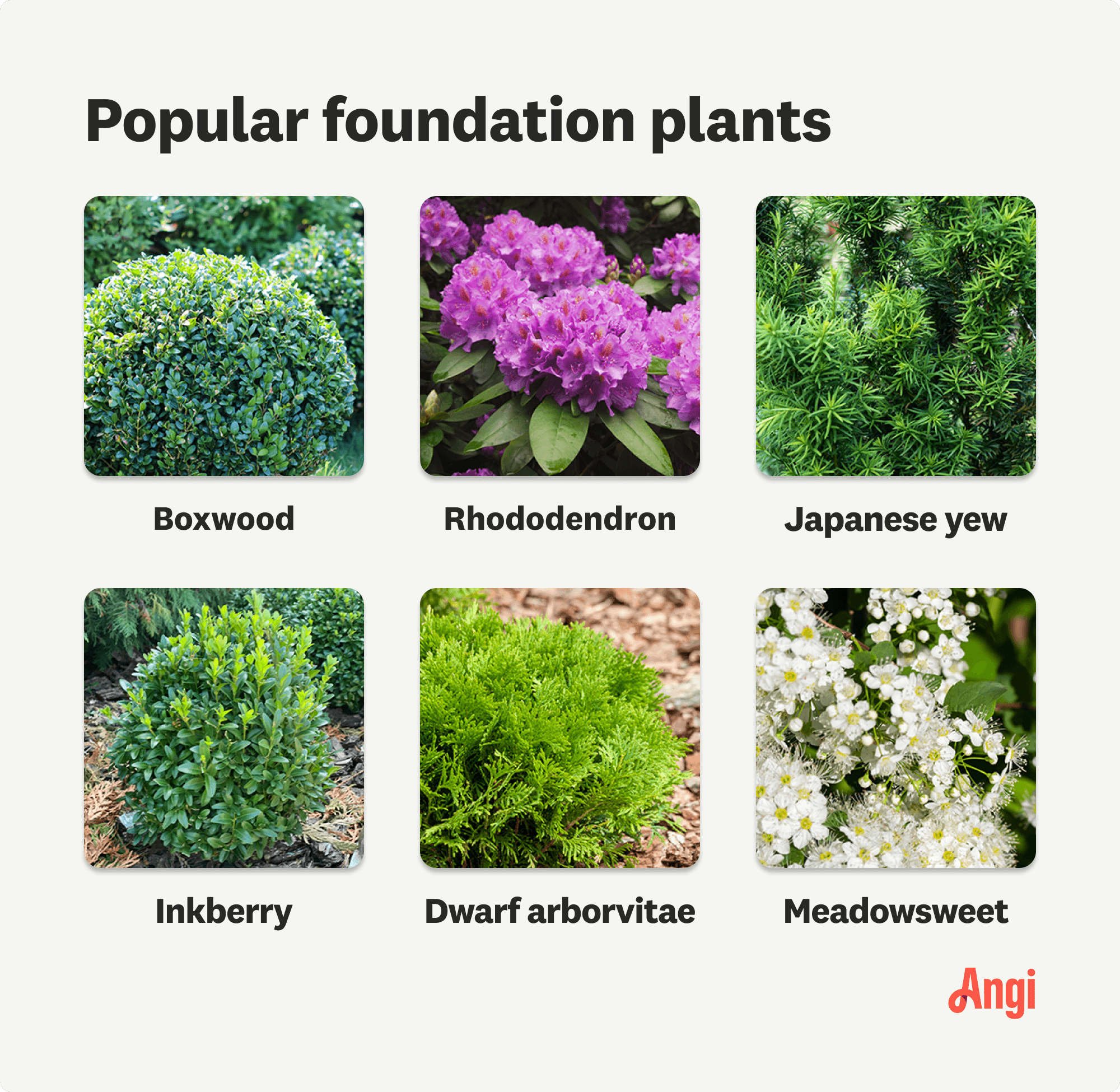  6 popular foundation plants compared visually, including boxwood, Japanese yew, and meadowsweet